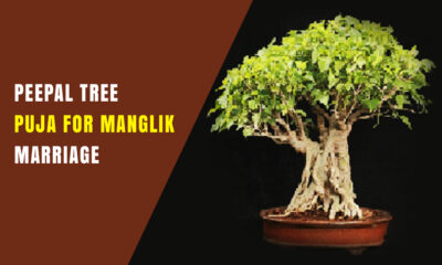 Peepal Tree Puja for Manglik Marriage