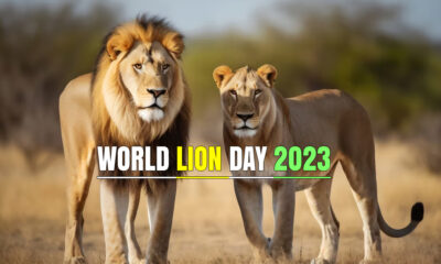 World's Lion Day 2023 Know Date, history, significance and celebration