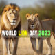 World's Lion Day 2023 Know Date, history, significance and celebration